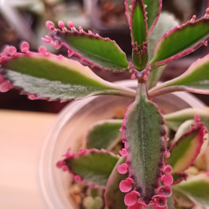 Каланхоэ дегремона блоссфельда