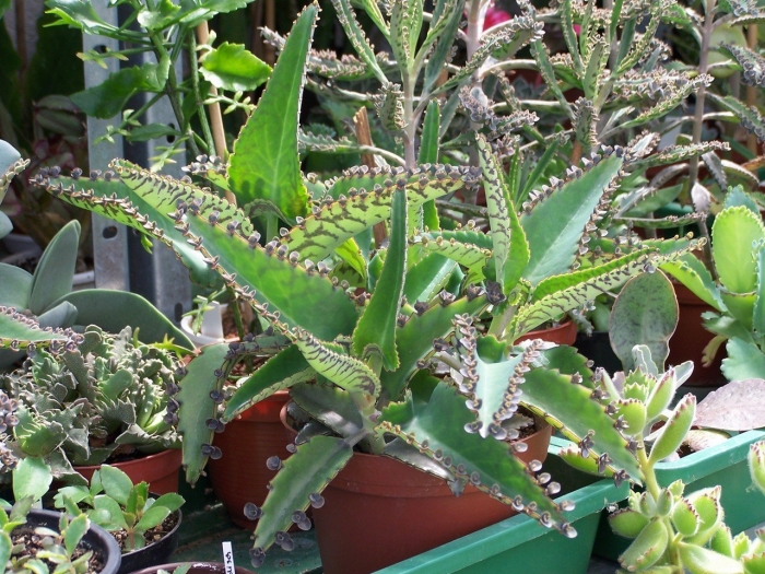 Каланхоэ дегремона (kalanchoe daigremontiana)