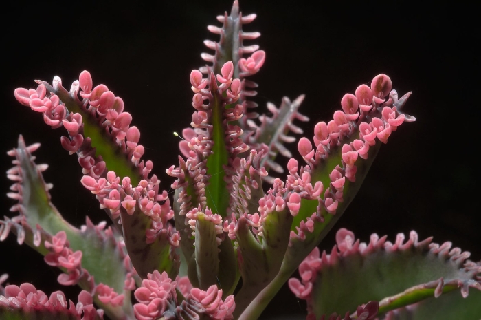 Каланхоэ пильчатолистное kalanchoe serratifolium