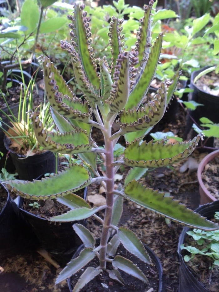 Бриофиллум дегремона