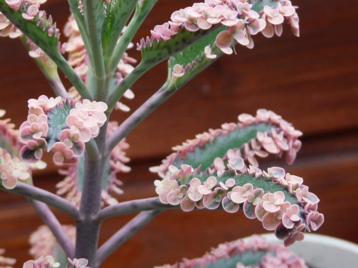 Каланхоэ ромбопилоза kalanchoe rhombopilosa