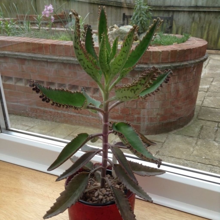 Каланхоэ бриофиллум дегремона