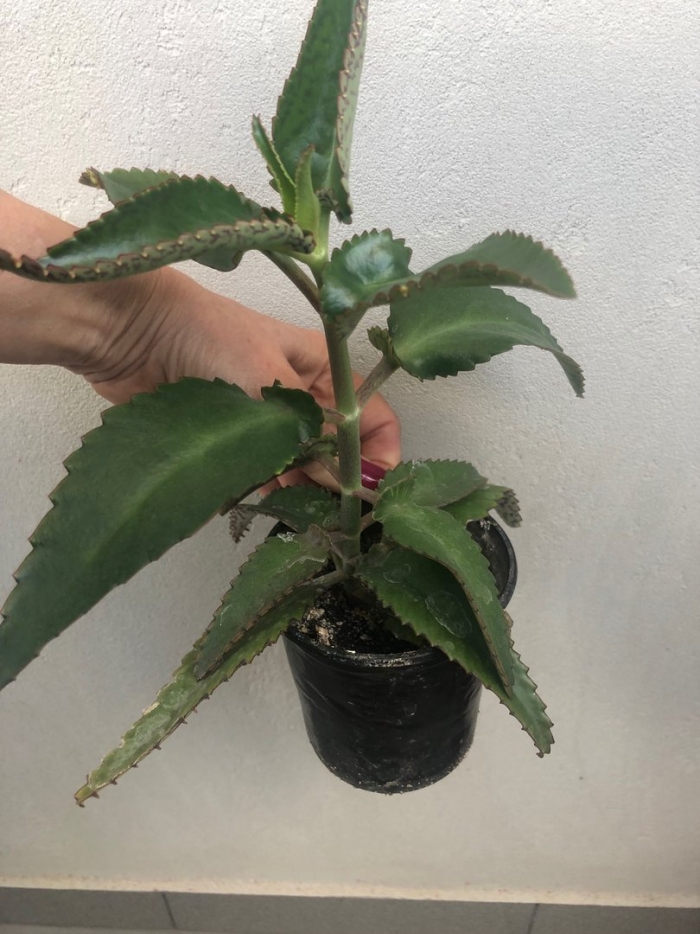 Каланхоэ чихательный