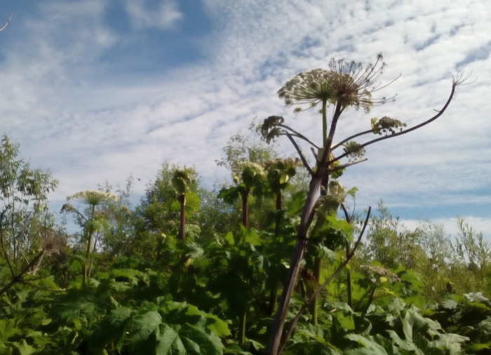 Борщевик сибирский пиканы