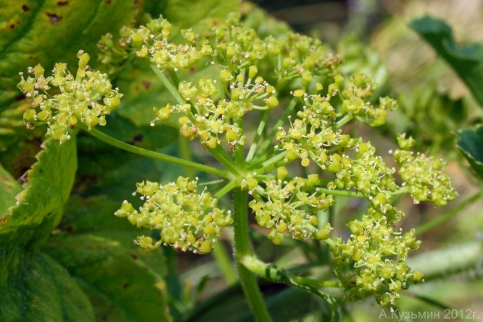 Борщевик обыкновенный зонтичные