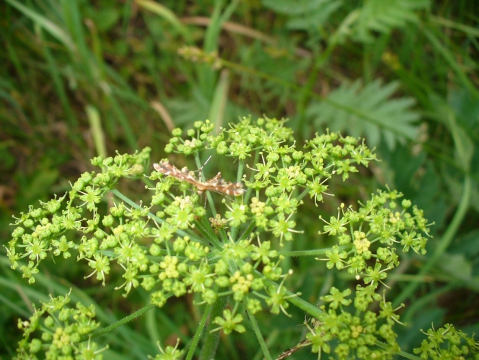 Борщевик обыкновенный зонтичные