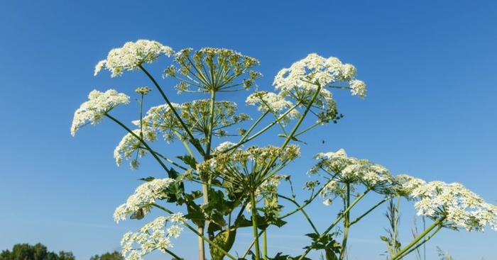 Ядовитое растение борщевик