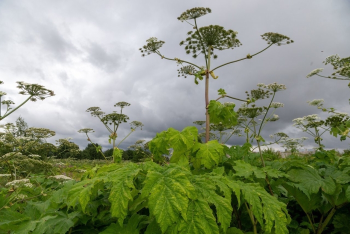 Дудник и борщевик