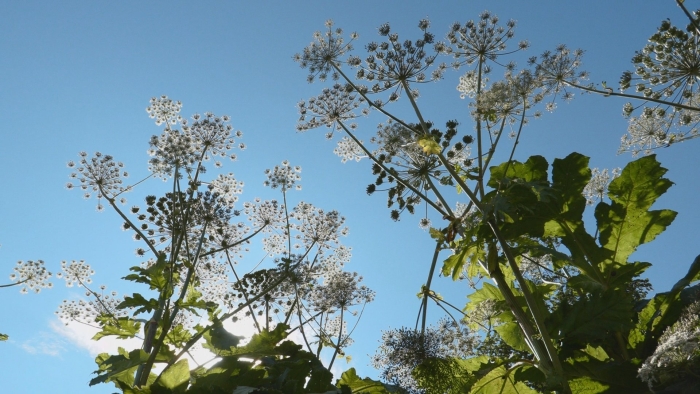 Растение борщевик