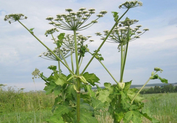 Борщевик дягиль дудник