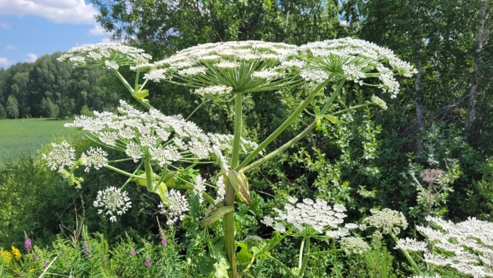 Ядовитое растение борщевик