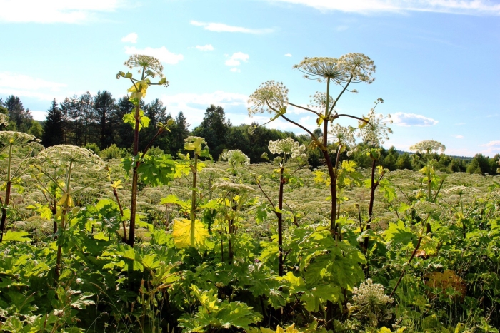 Борщевика сосновского (heracleum sosnowskyi)