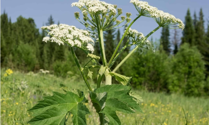 Борщевик сибирский - (heracleum sibiricum