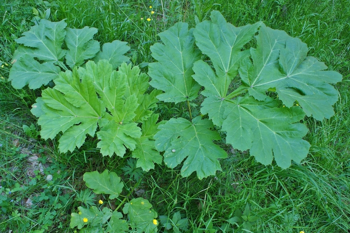 Борщевик молодое растение