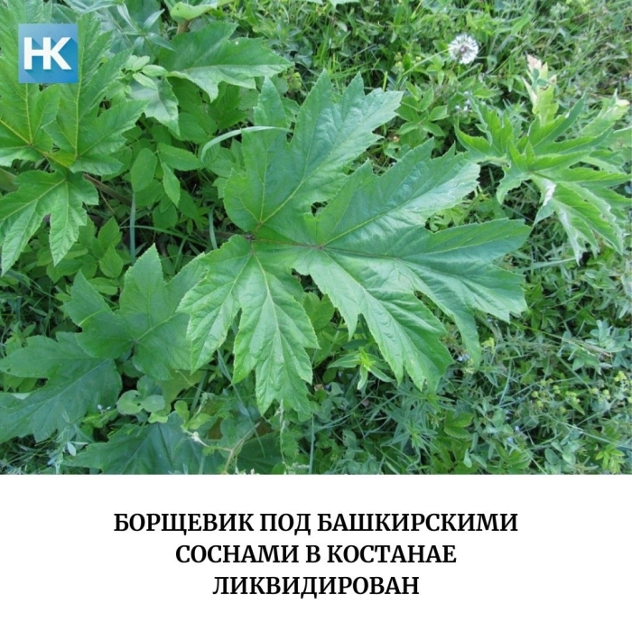 Борщевик лист