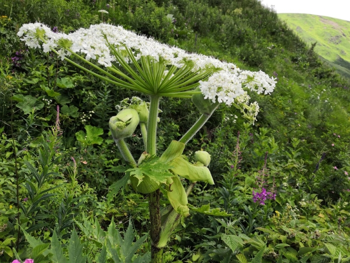 Ядовитый борщевик сосновского