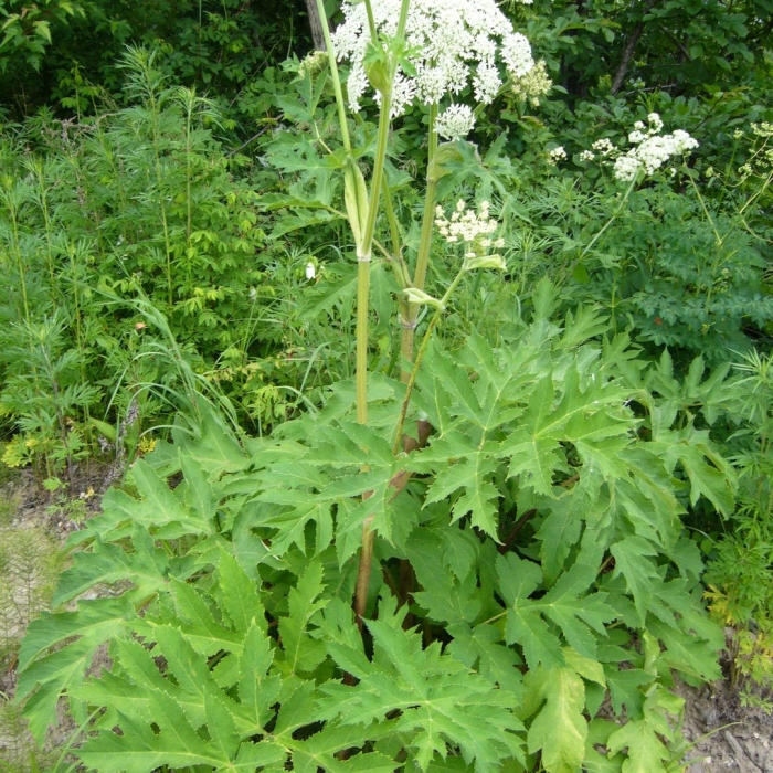 Heracleum dissectum