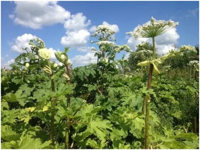 Борщевик сосновского лист