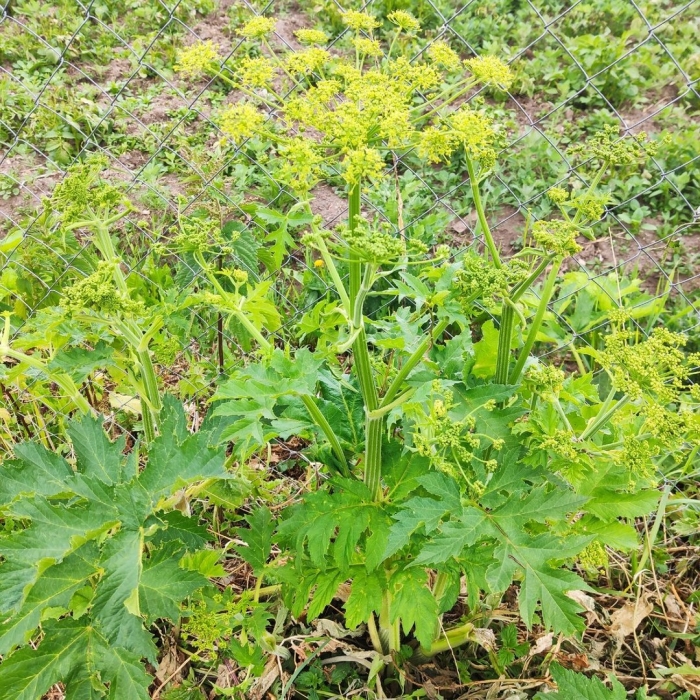 Сорняк борщевик