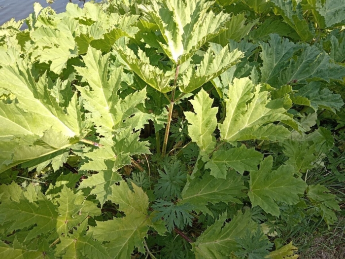 Борщевик мантегацци листья