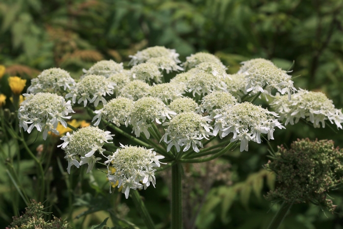 Heracleum sphondylium съедобен