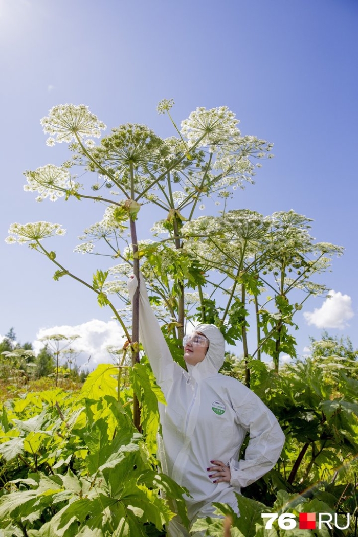 Борщевик сосновского ядовитое растение