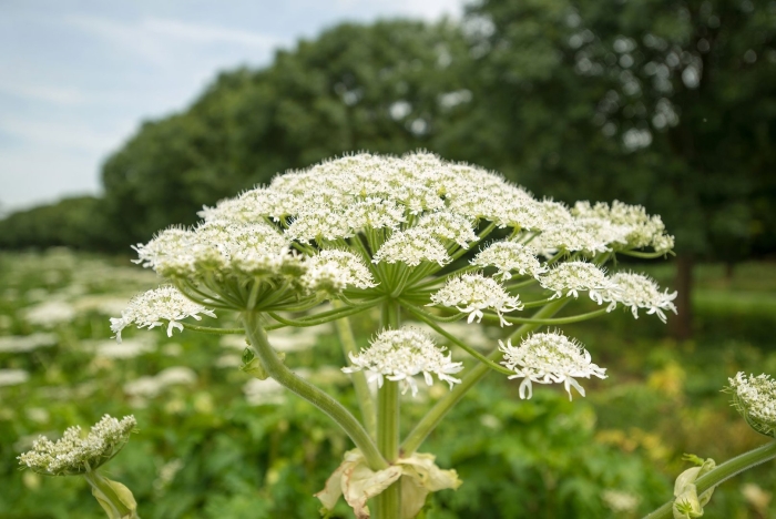 Борщевик съедобный