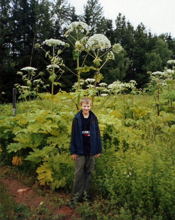 Борщевик сибирский и сосновского