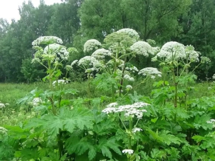 Борщевик ядовитое растение