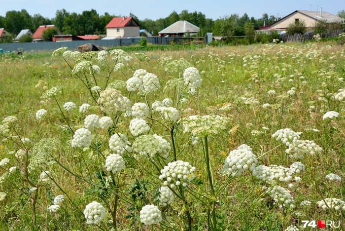Опасное растение борщевик