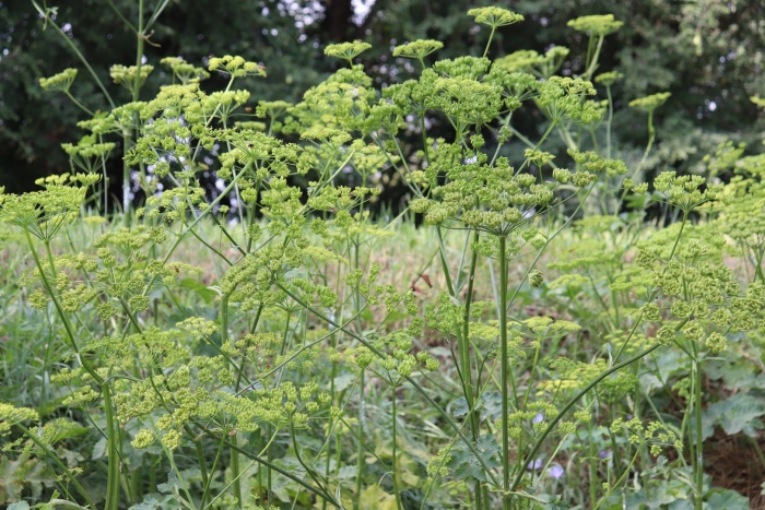 Борщевик сибирский ядовитый