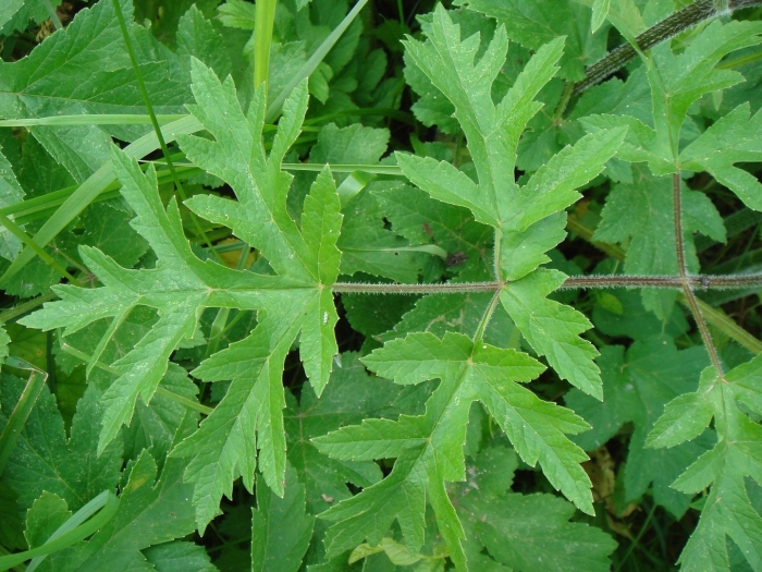 Борщевик сибирский листья