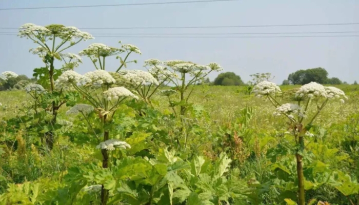 Ядовитый борщевик сосновского