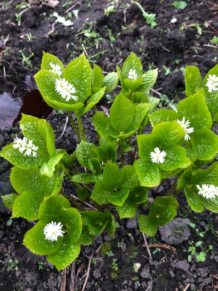Chloranthus serratus