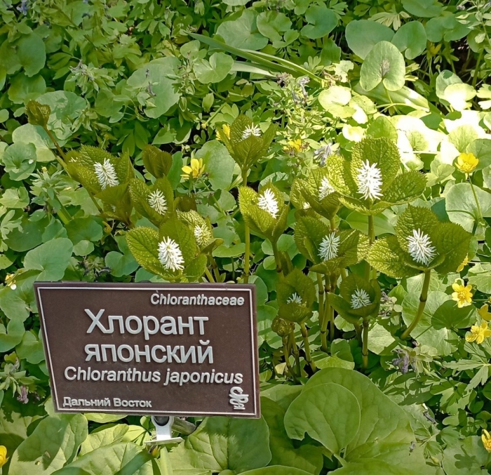 Hydrocotyle leucocephala