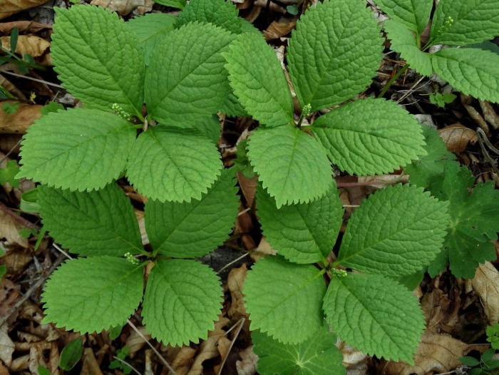 Роджерсия конскокаштанолистная
