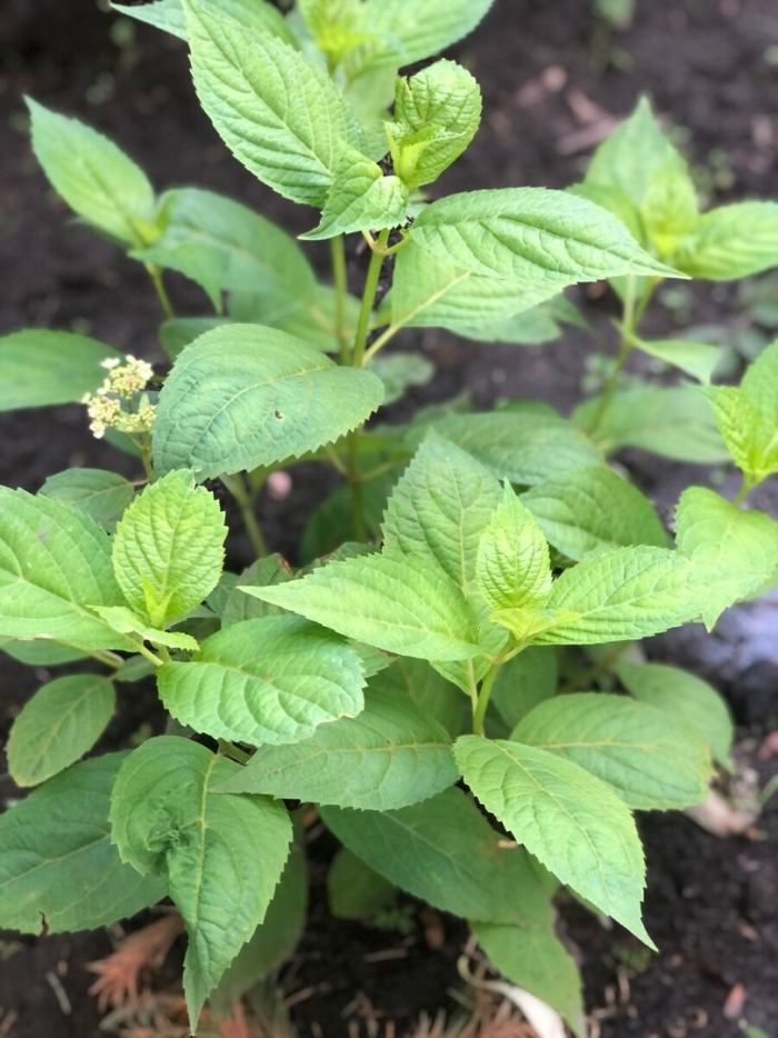 Гортензия крупнолистная бутоны