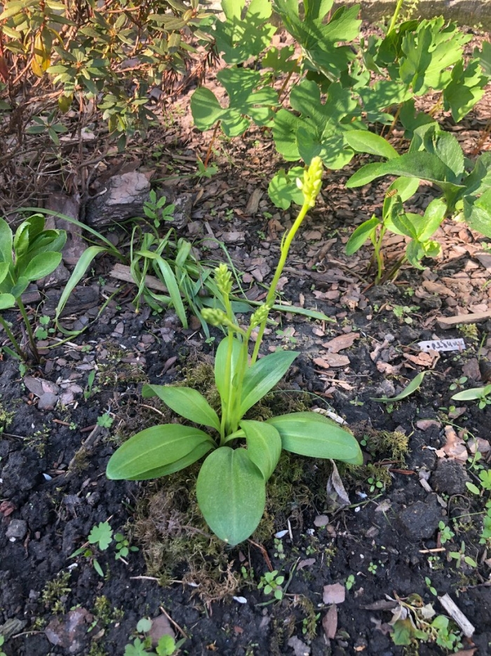 Тайник овальный - listera ovata (l.) r. br.