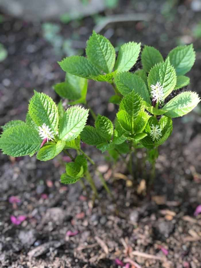 Войлочная вишня росток