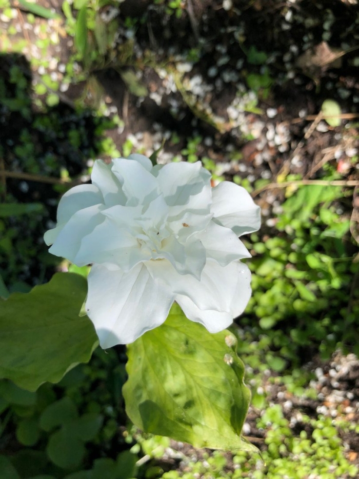 Триллиум грандифлора махровый