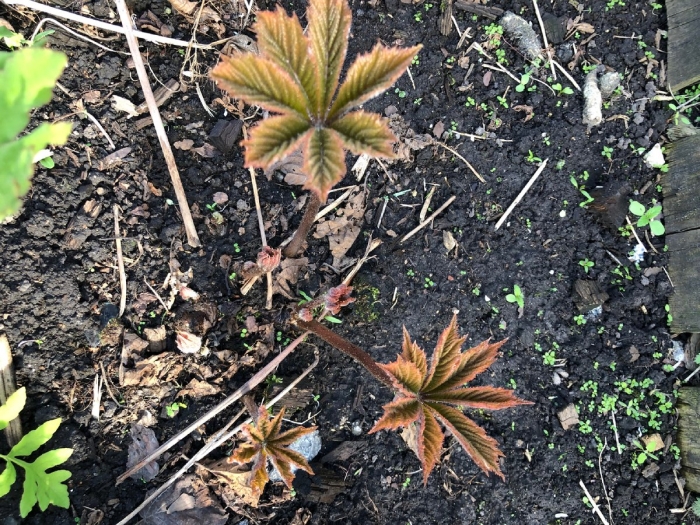 Роджерсия перистая