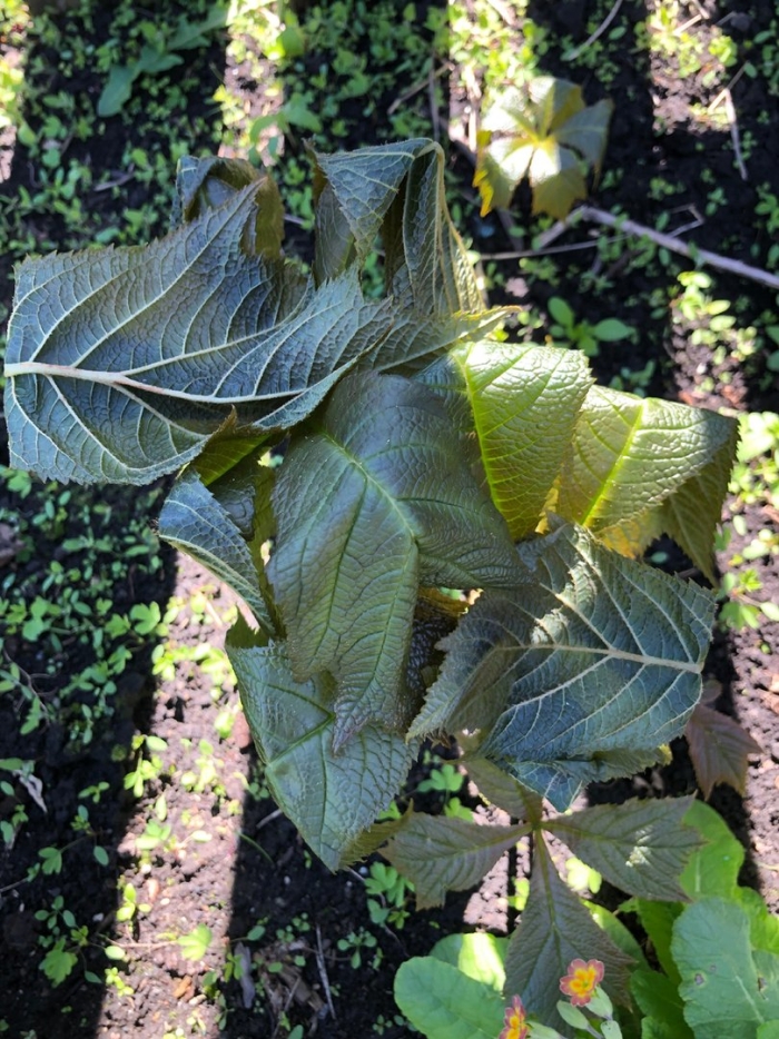 Роджерсия rotlaub