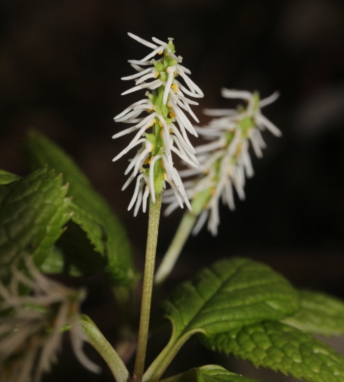 Chloranthus japonicus