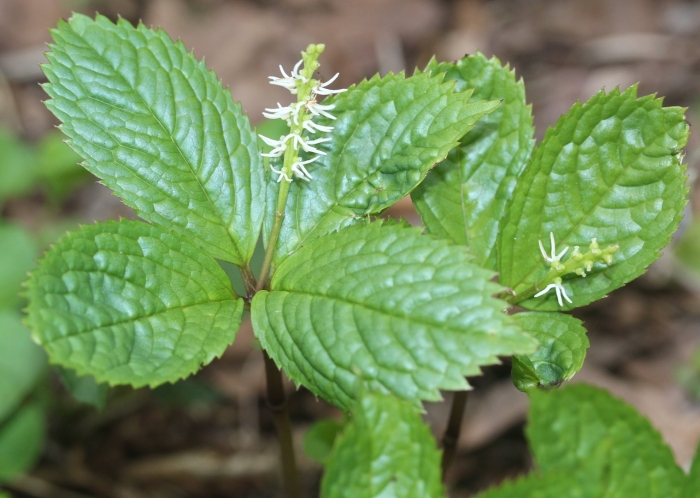 Chloranthus japonicus