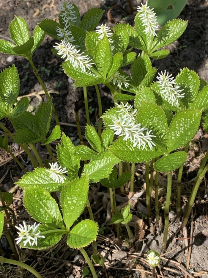 Chloranthus japonicus