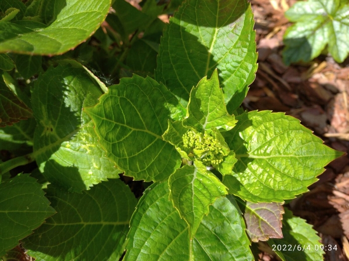 Хлороз гортензии крупнолистной