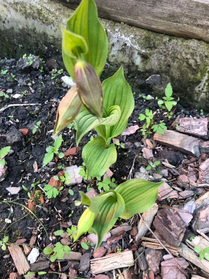 Чемерица лобеля