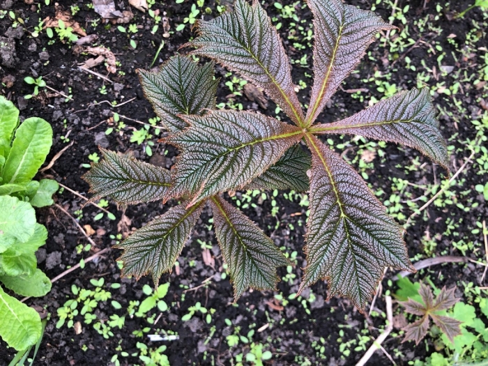 Роджерсия бронз пикок