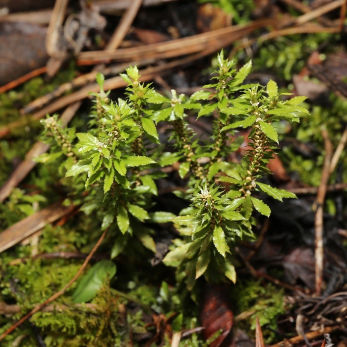 Баранец пильчатый