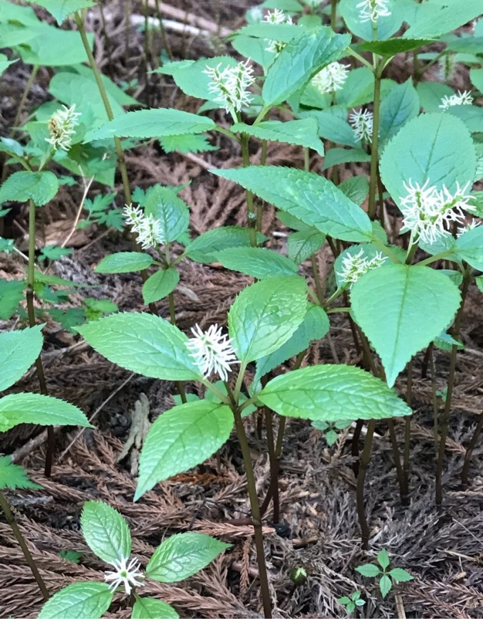 Chloranthus japonicus